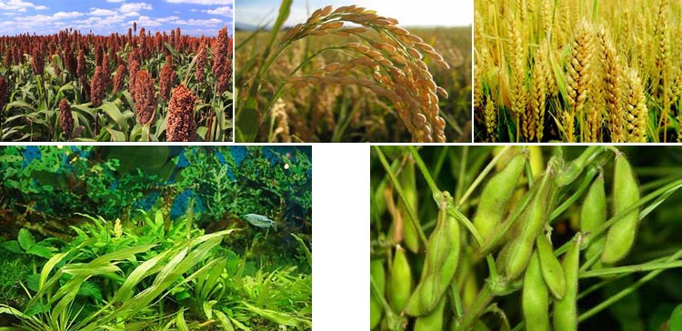 浙江魚飼料茄子影视视频在线观看采購注意事項 浙江魚飼料茄子影视视频在线观看采購注意事項