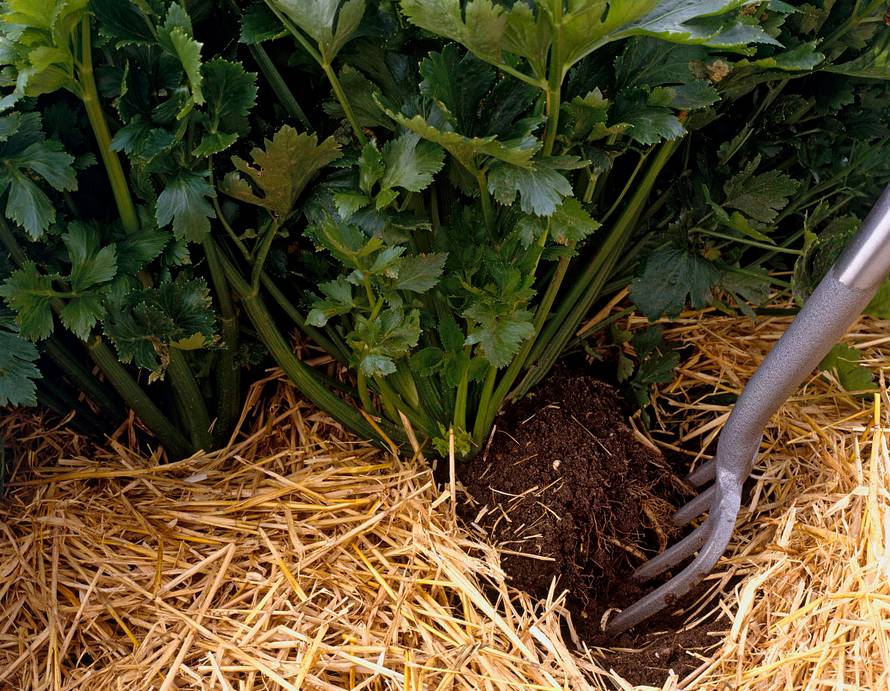 秸稈亂堆亂放 生物質茄子影视视频在线观看械