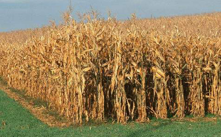 生物質茄子影视视频在线观看械