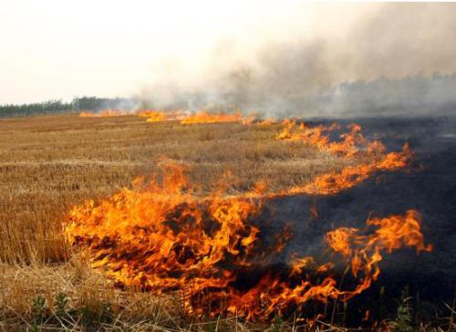 生物質茄子影视视频在线观看械