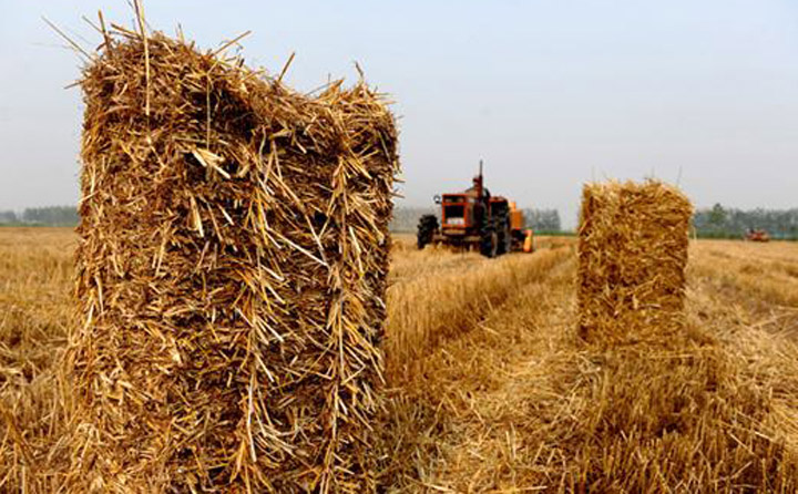 農林剩餘物是寶貴的生物質資源 生物質茄子影视视频在线观看械