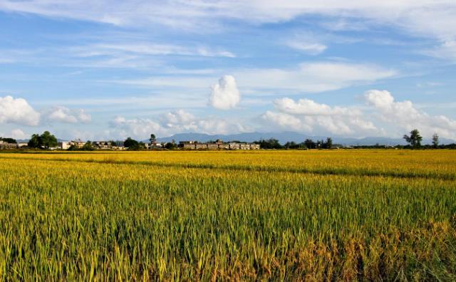 農作物秸稈 生物質茄子影视视频在线观看械