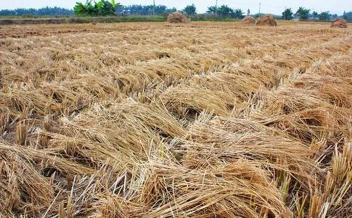 生物質燃料茄子影视视频在线观看原材料 生物質燃料茄子影视视频在线观看原材料