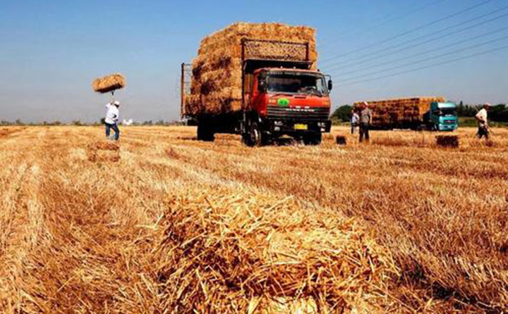 生物能源 生物能源