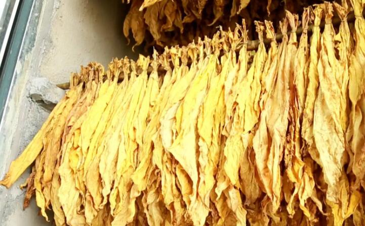 湖北秭歸煙草：“低碳”助力綠色發展
