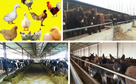 浙江魚飼料茄子影视视频在线观看采購注意事項