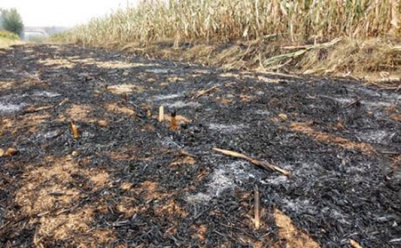 秸稈茄子影视视频在线观看增加秸稈利用渠道，減少秸稈亂燒現象