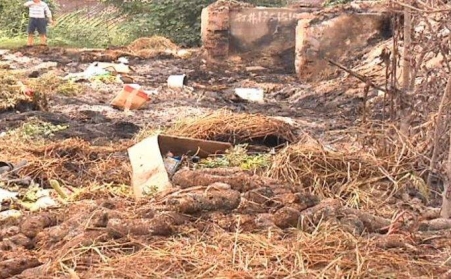 生物質茄子影视视频在线观看能有效解決畜禽糞便的汙染問題