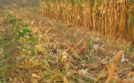 山東茄子影视视频在线观看廠家為您解讀生物質茄子影视视频在线观看燃料的那些事