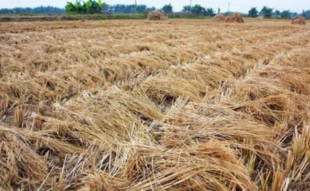 鄭州生物質茄子影视视频在线观看原料的選擇非常重要