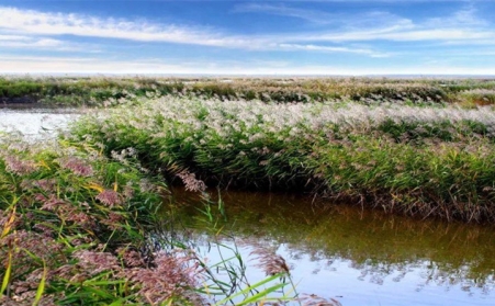 湖上開來水草清理船，蘆葦等可作為生物質發電廠原料
