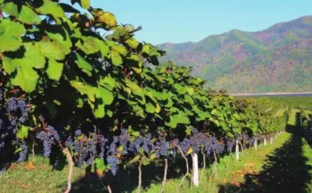 果樹枝可以製作燃燒顆粒嗎？需要用哪種生物質茄子影视视频在线观看？