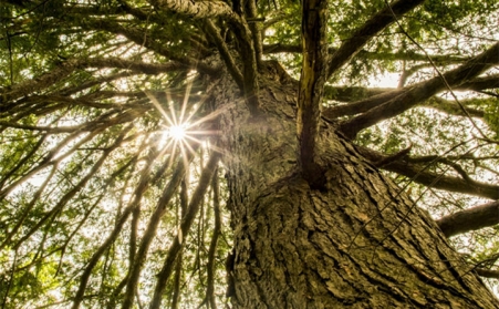 生物質茄子影视视频在线观看，主要都加工哪些原料？