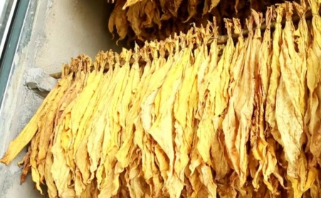 湖北秭歸煙草：“低碳”助力綠色發展